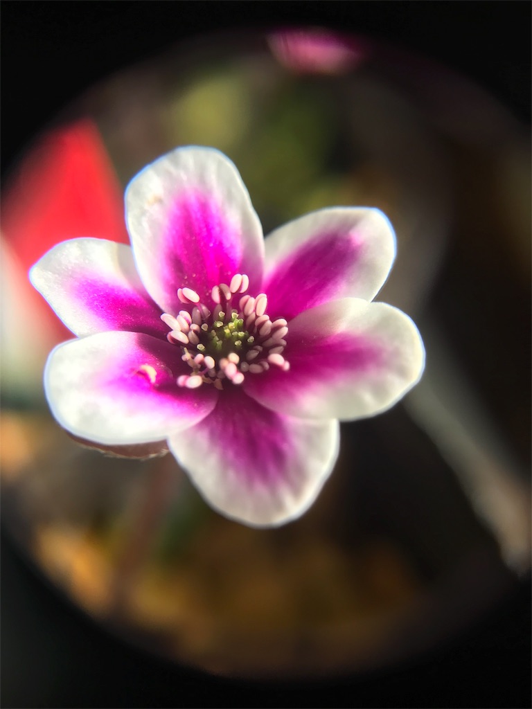 f:id:hepatica_japonica:20180212203314j:image
