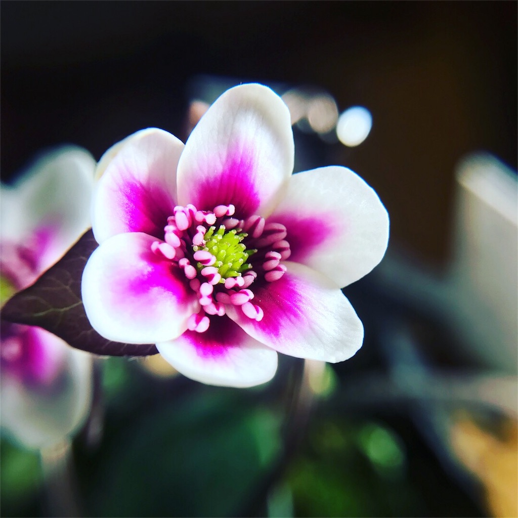 f:id:hepatica_japonica:20180212203700j:image