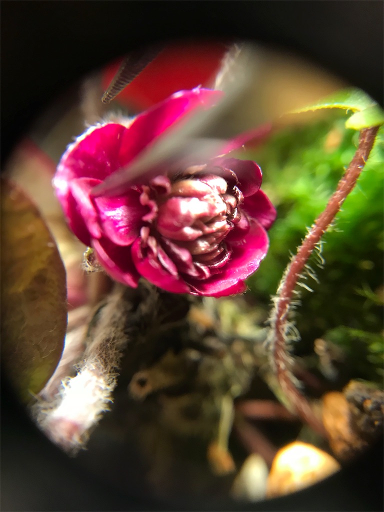 f:id:hepatica_japonica:20180212203731j:image