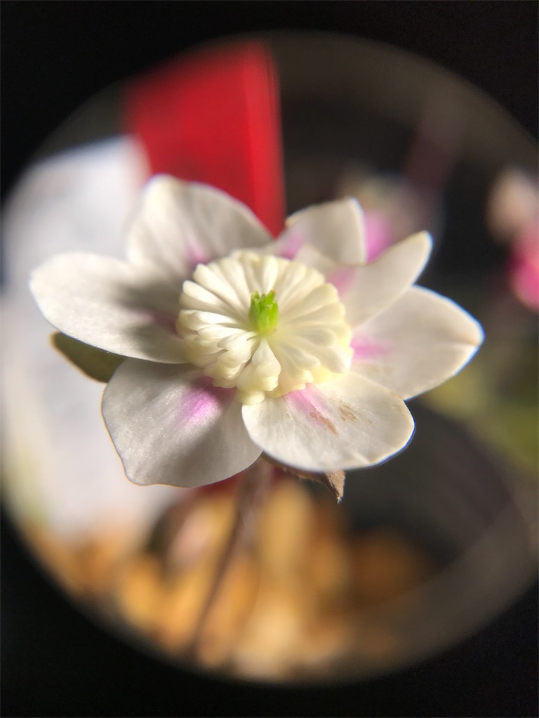 f:id:hepatica_japonica:20180212210051j:image