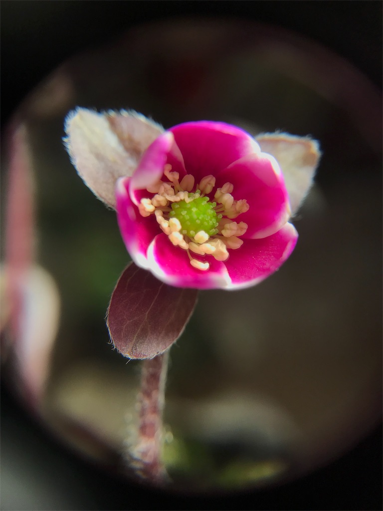 f:id:hepatica_japonica:20180212210117j:image