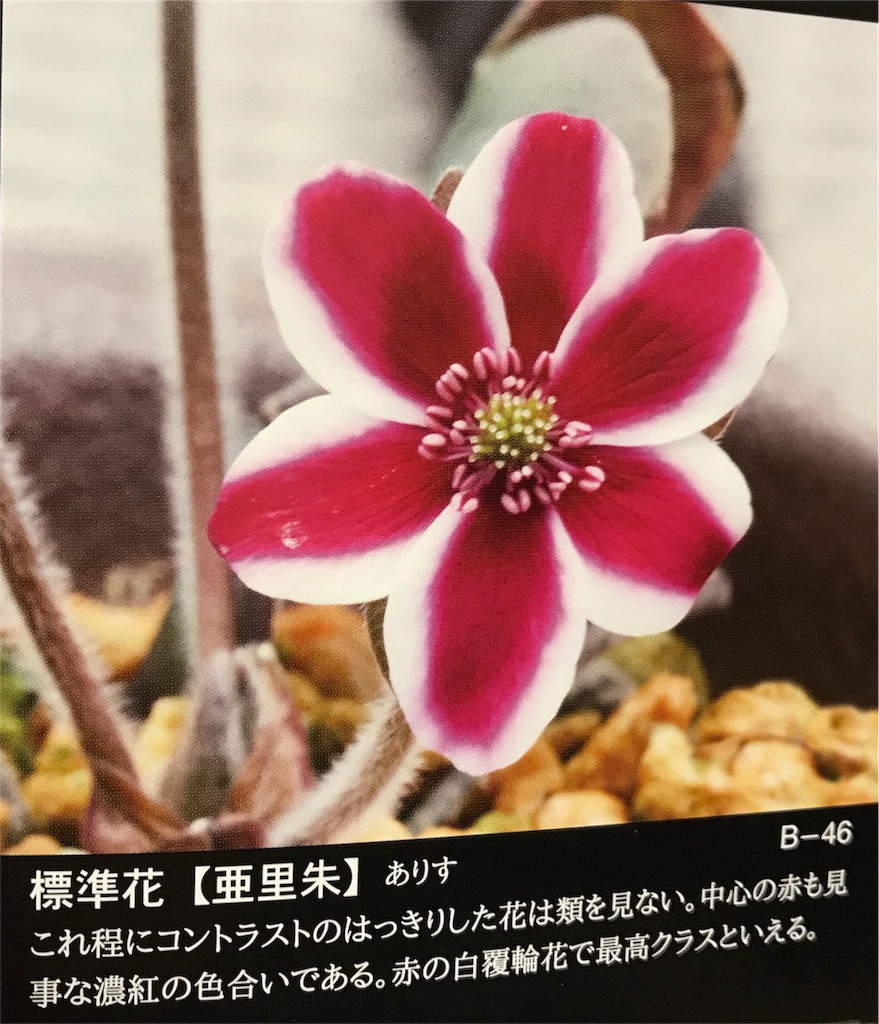 f:id:hepatica_japonica:20180212212936j:image