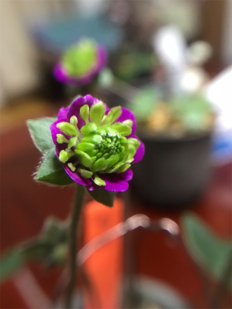 f:id:hepatica_japonica:20180315214712j:image