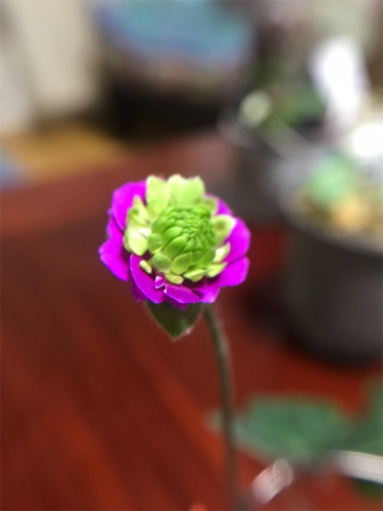 f:id:hepatica_japonica:20180315214724j:image