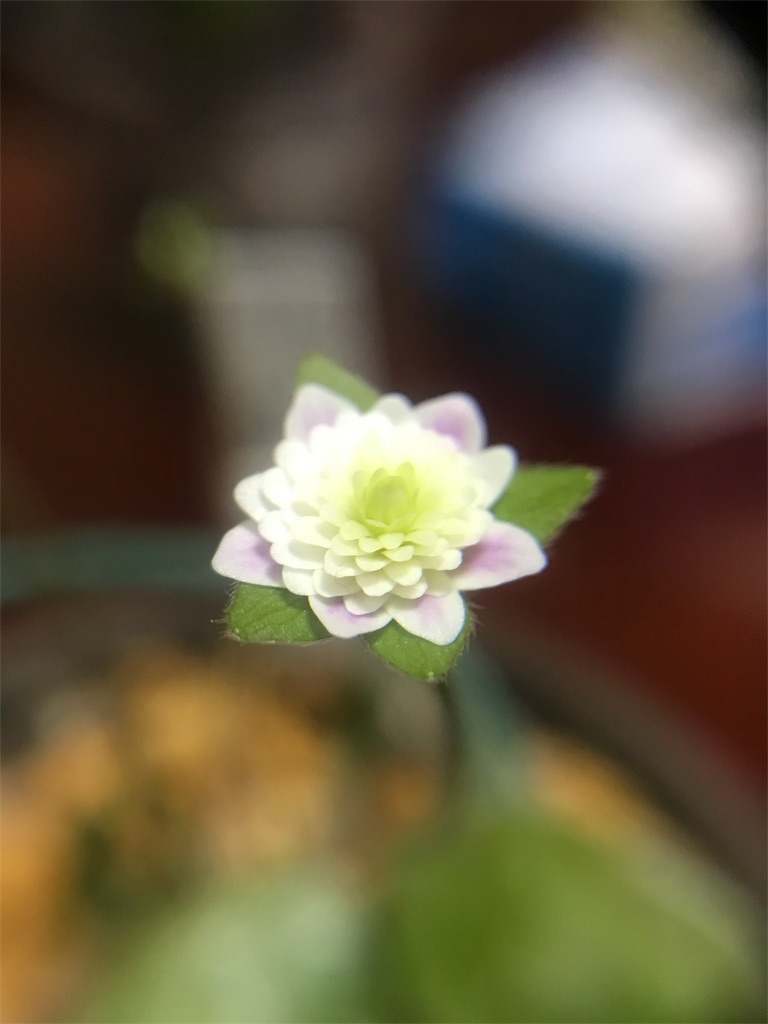 f:id:hepatica_japonica:20180315214751j:image