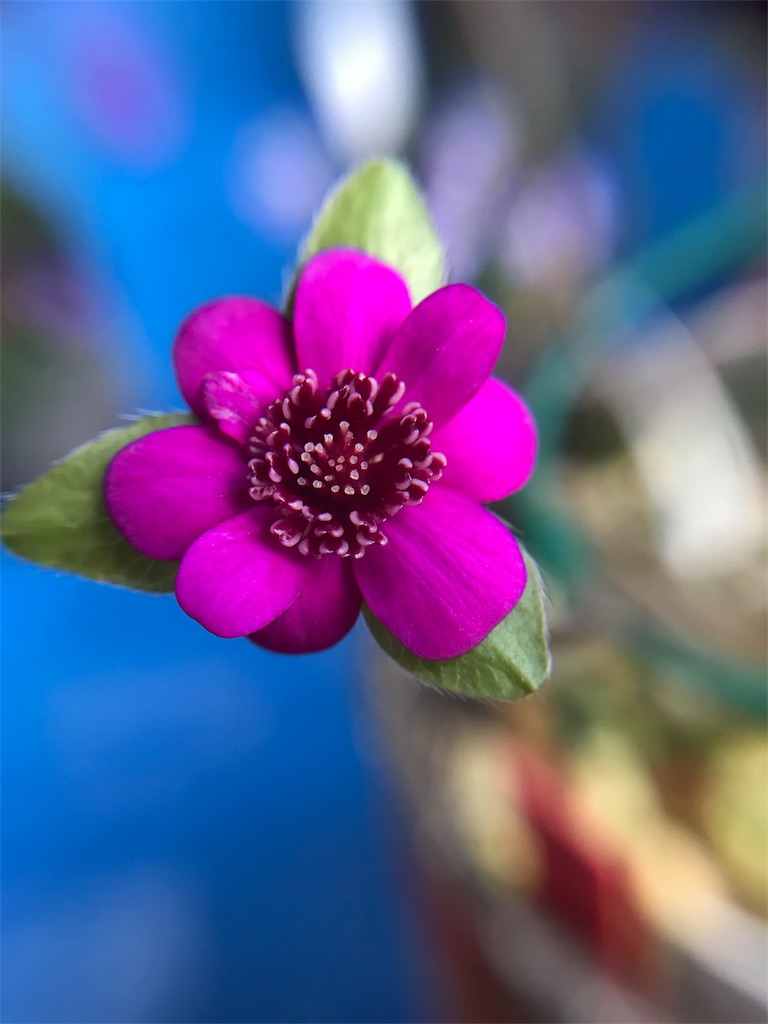 f:id:hepatica_japonica:20180317211042j:image f:id:hepatica_japonica:20180317211042j:image