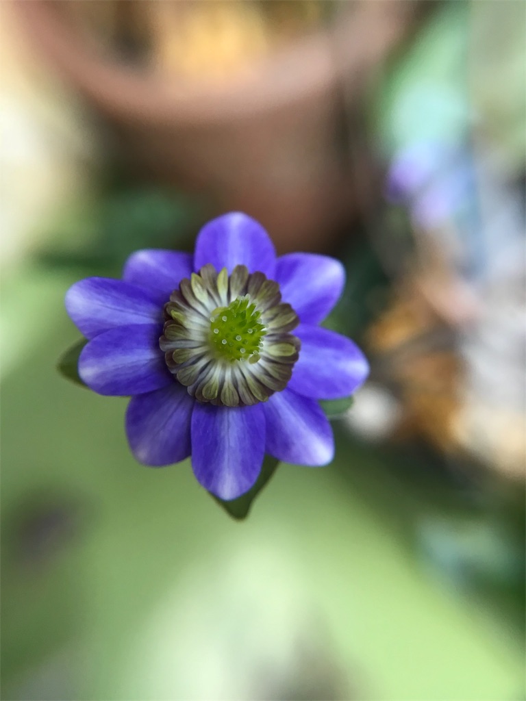 f:id:hepatica_japonica:20180317211104j:image f:id:hepatica_japonica:20180317211104j:image
