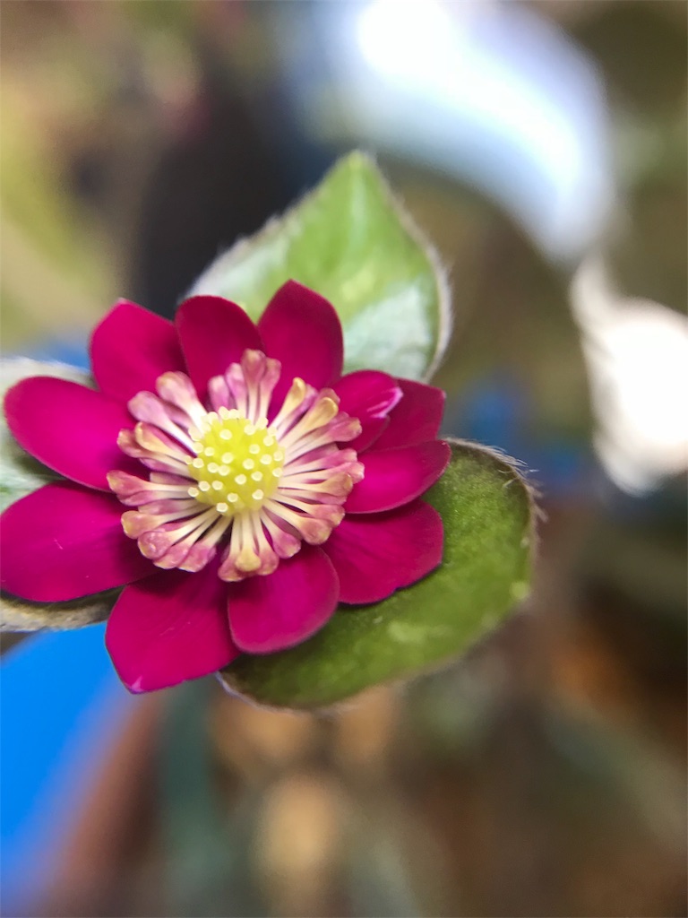 f:id:hepatica_japonica:20180317211154j:image f:id:hepatica_japonica:20180317211154j:image
