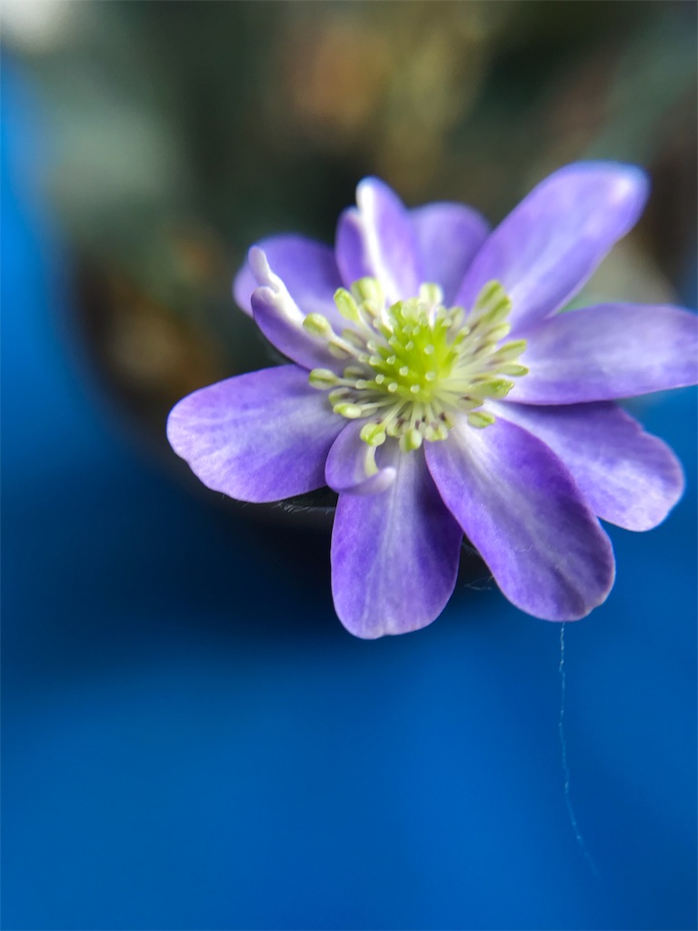 f:id:hepatica_japonica:20180317211213j:image f:id:hepatica_japonica:20180317211213j:image