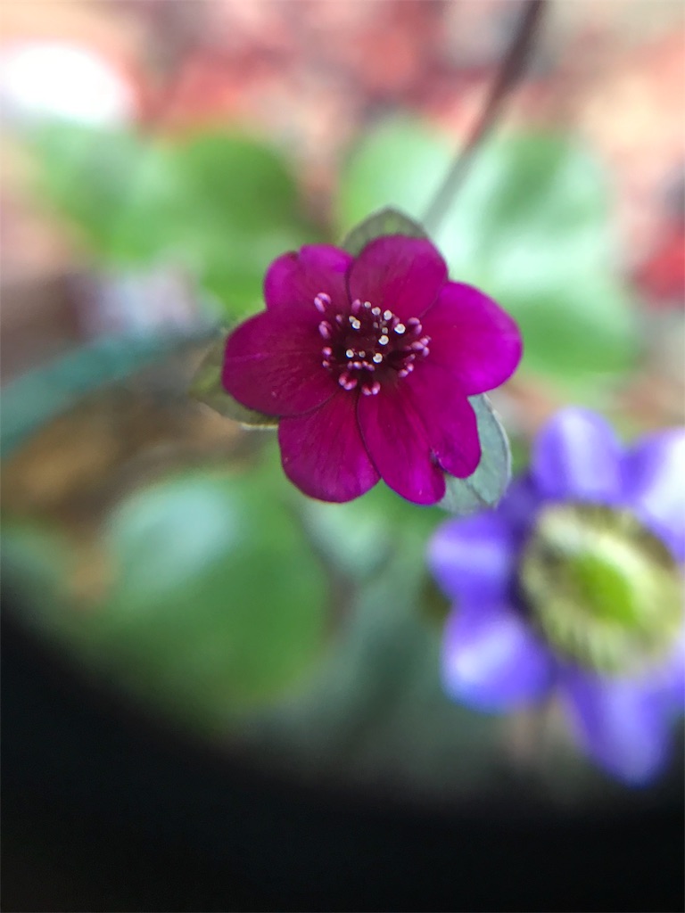 f:id:hepatica_japonica:20180317211255j:image f:id:hepatica_japonica:20180317211255j:image
