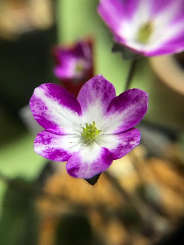 f:id:hepatica_japonica:20180317211315j:image f:id:hepatica_japonica:20180317211315j:image