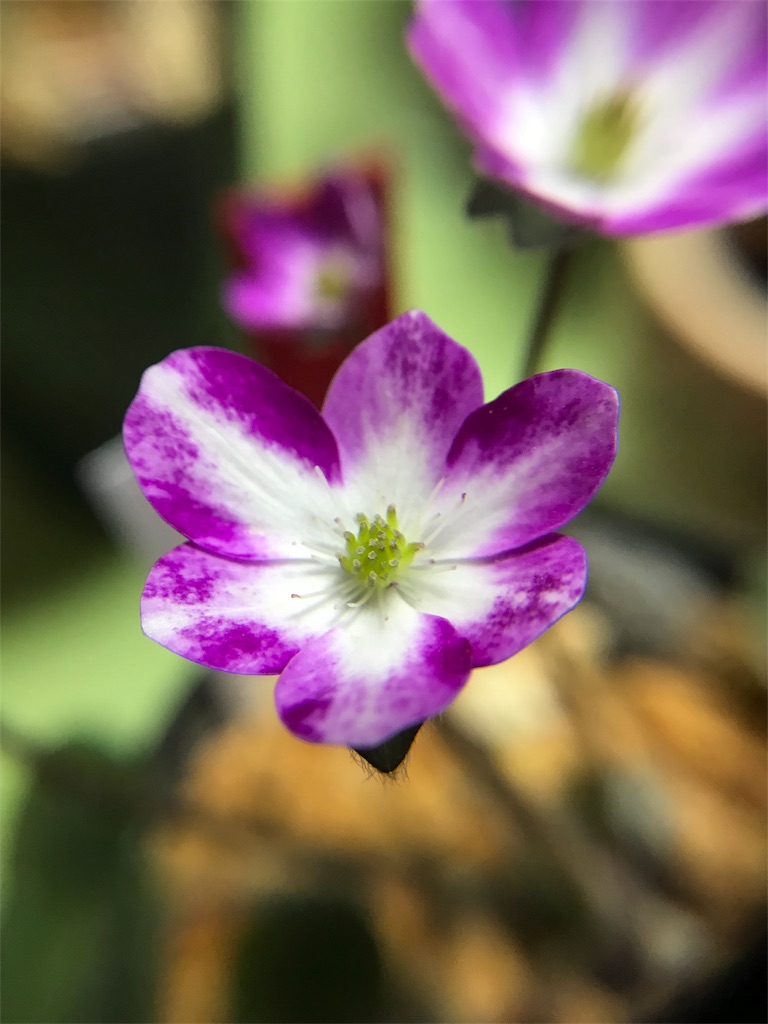 f:id:hepatica_japonica:20180317211315j:image