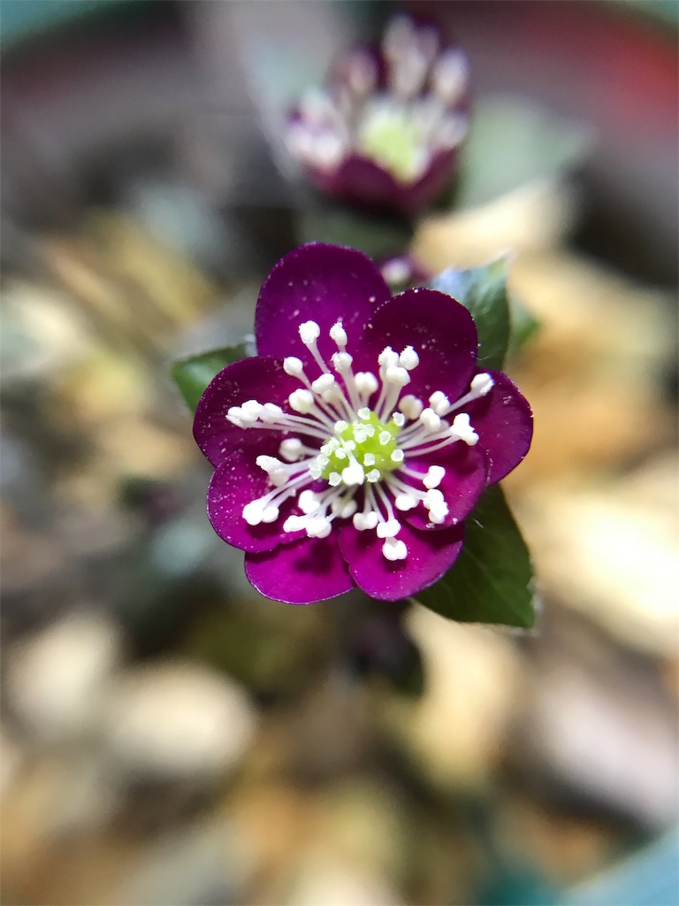 f:id:hepatica_japonica:20180317211342j:image f:id:hepatica_japonica:20180317211342j:image