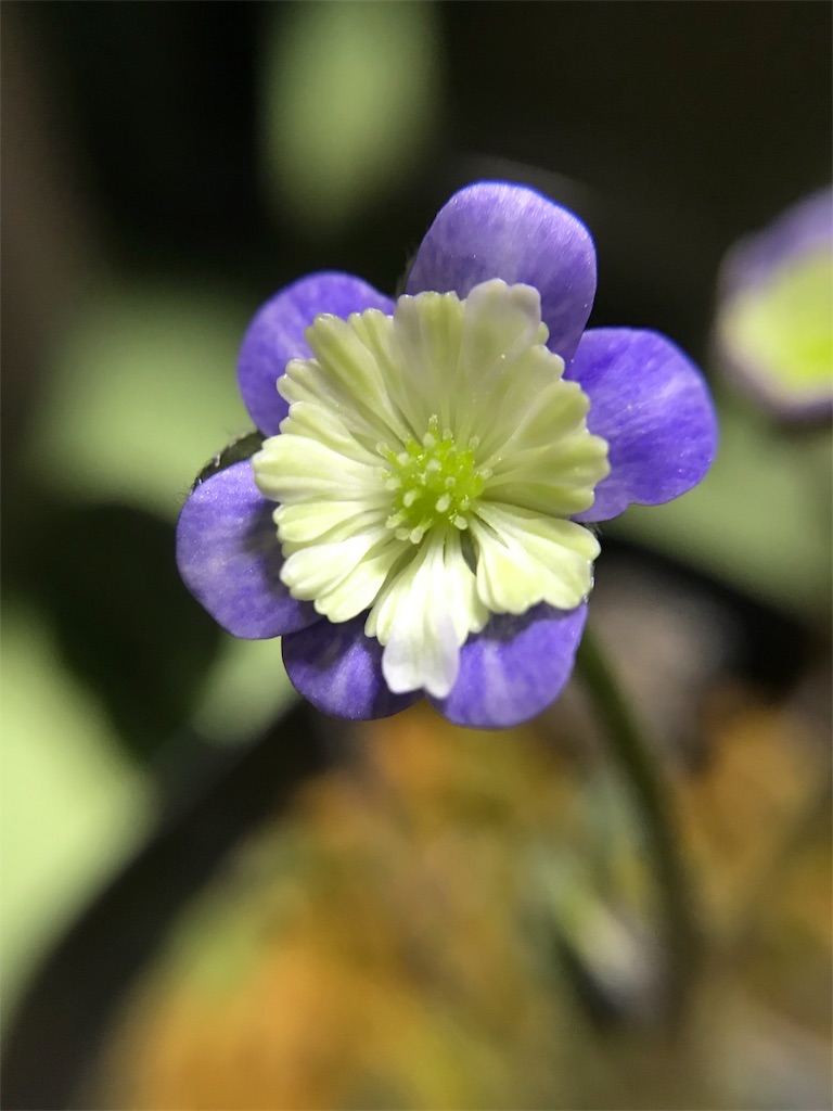 f:id:hepatica_japonica:20180317211411j:image f:id:hepatica_japonica:20180317211411j:image