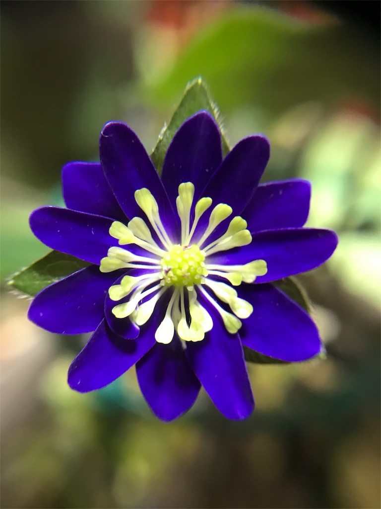 f:id:hepatica_japonica:20180317211436j:image f:id:hepatica_japonica:20180317211436j:image