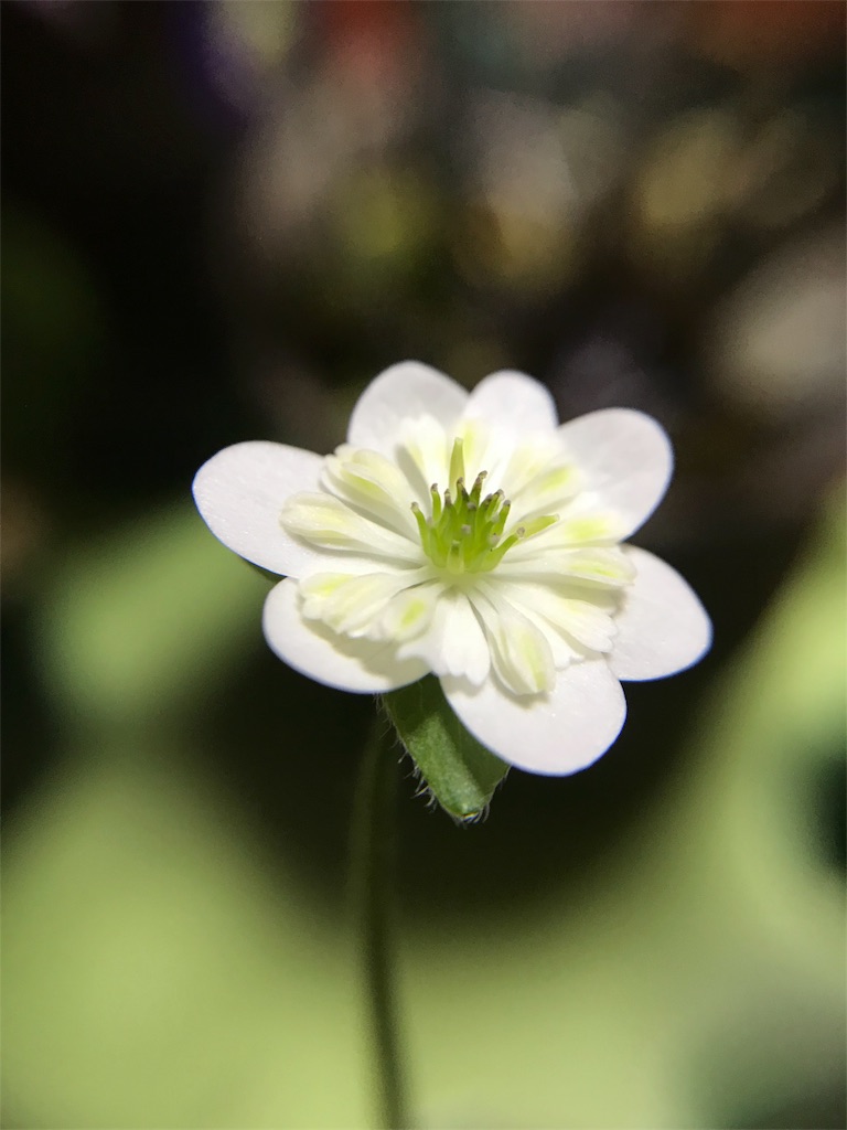 f:id:hepatica_japonica:20180317211452j:image f:id:hepatica_japonica:20180317211452j:image