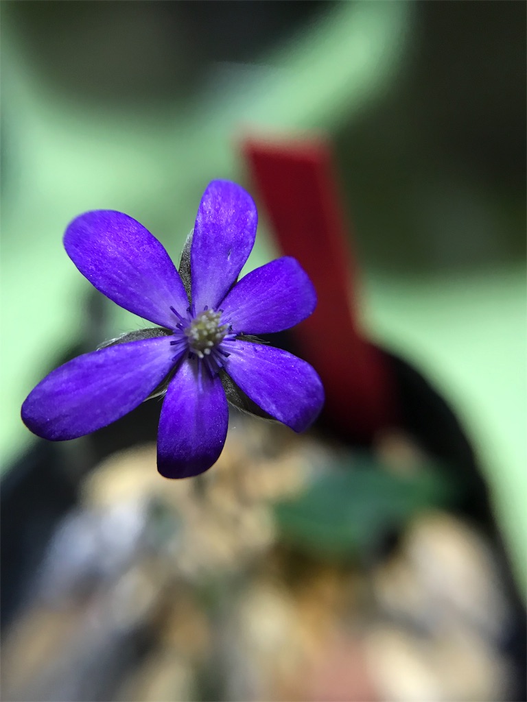 f:id:hepatica_japonica:20180317211545j:image f:id:hepatica_japonica:20180317211545j:image