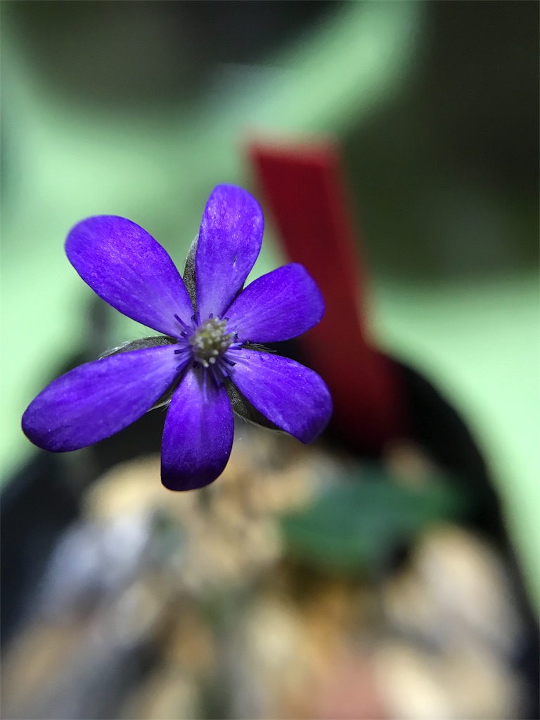 f:id:hepatica_japonica:20180317211545j:image