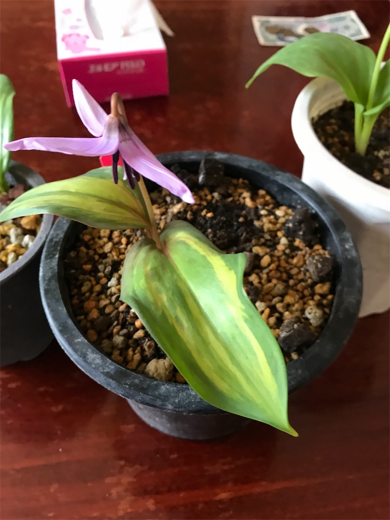 f:id:hepatica_japonica:20180401215006j:image