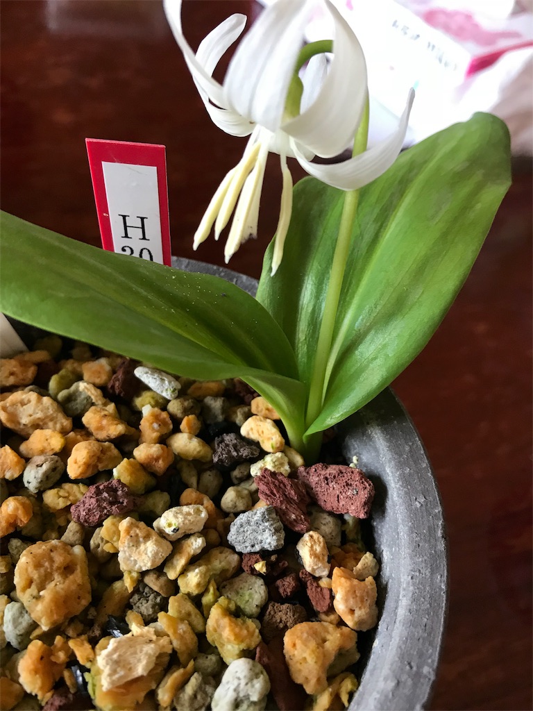 f:id:hepatica_japonica:20180401215023j:image