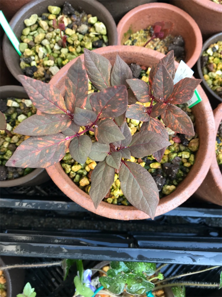 f:id:hepatica_japonica:20180401215048j:image