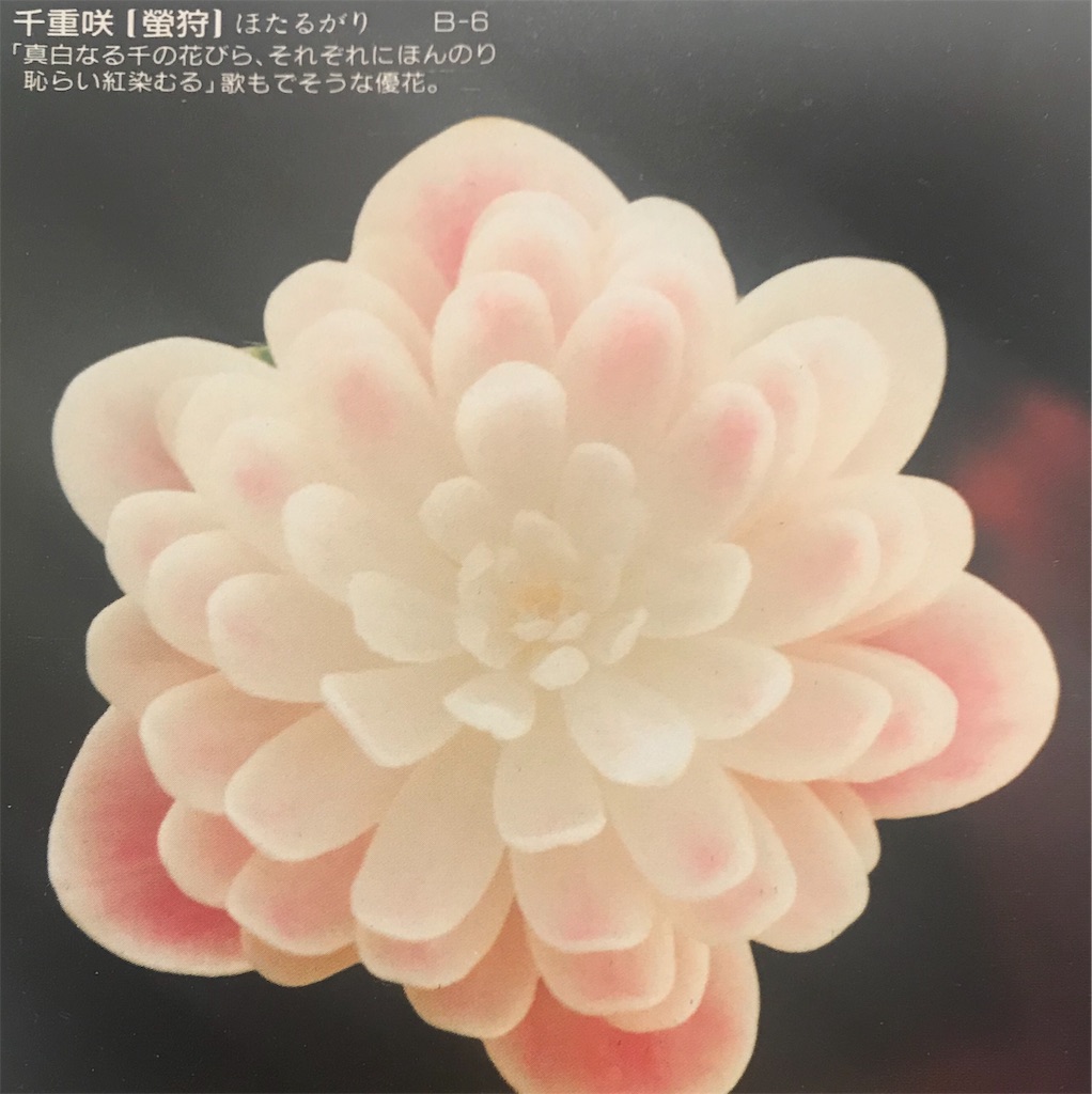 f:id:hepatica_japonica:20190128184948j:image