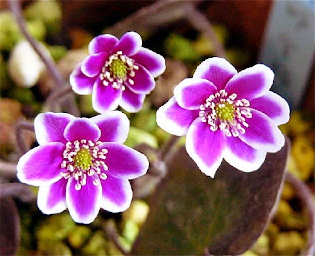 f:id:hepatica_japonica:20190208190537j:image