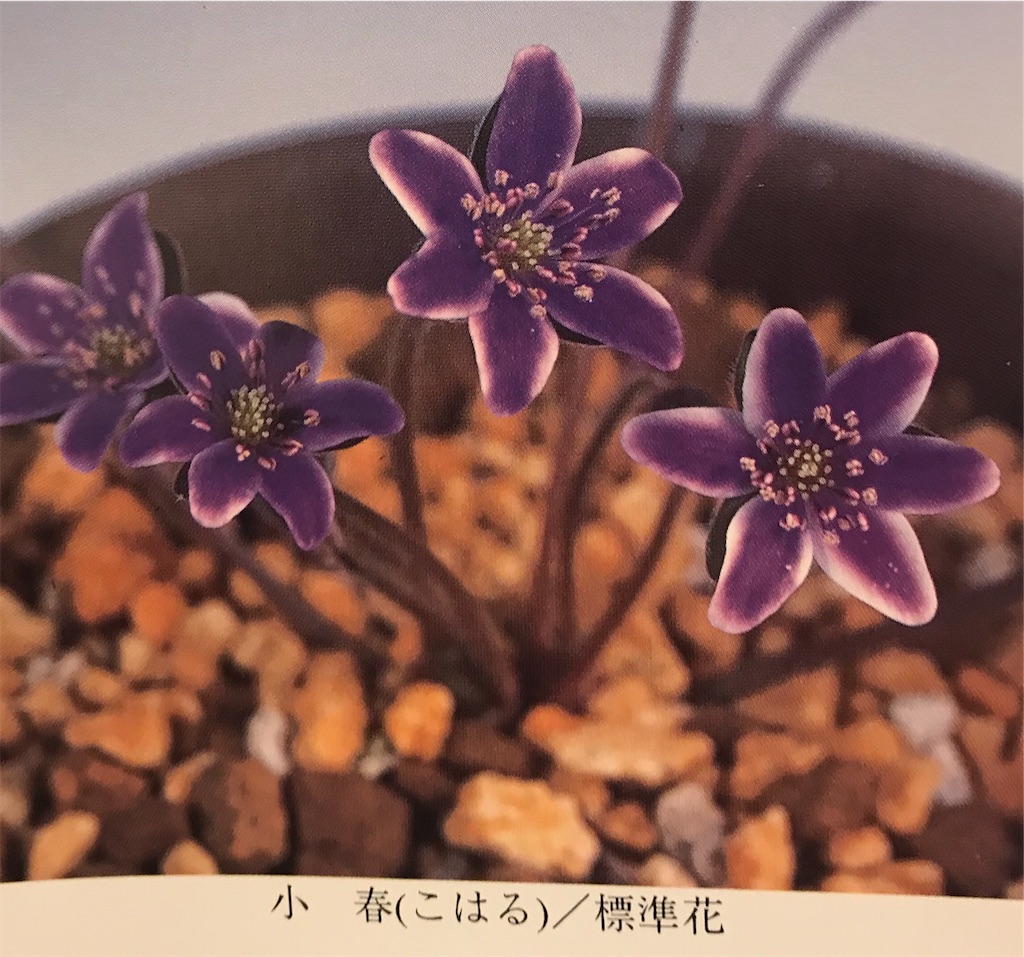 f:id:hepatica_japonica:20190316231642j:image