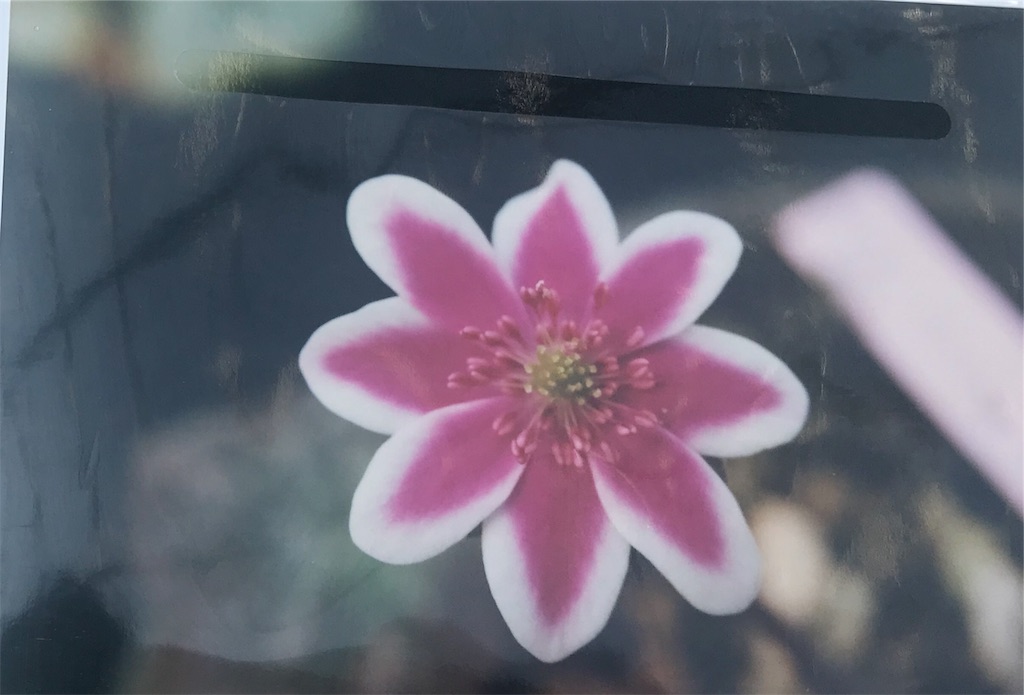 f:id:hepatica_japonica:20190316231658j:image