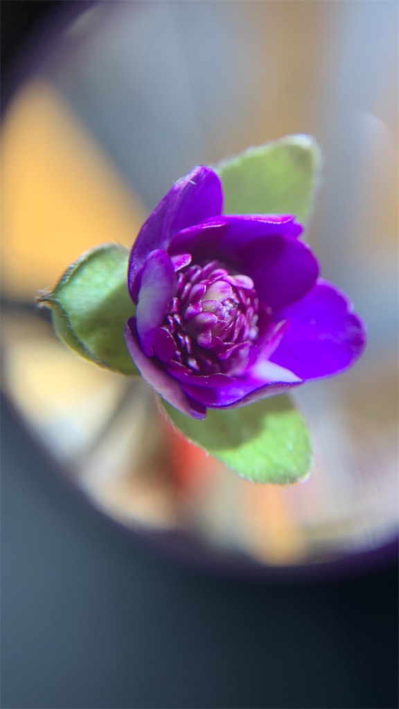 f:id:hepatica_japonica:20230326090025j:image f:id:hepatica_japonica:20230326090025j:image