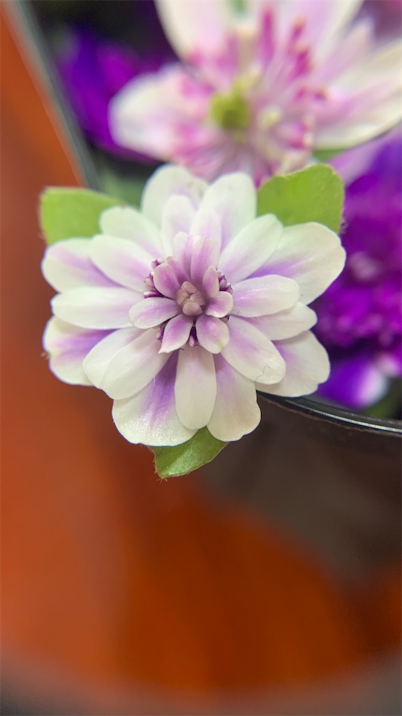 f:id:hepatica_japonica:20230326123317j:image f:id:hepatica_japonica:20230326123317j:image