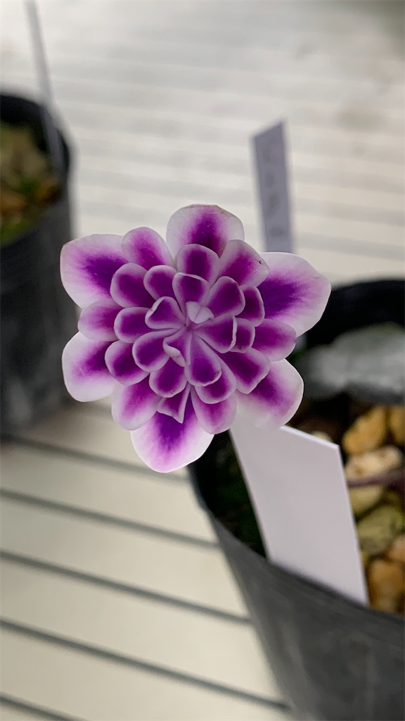 f:id:hepatica_japonica:20230326124621j:image f:id:hepatica_japonica:20230326124621j:image