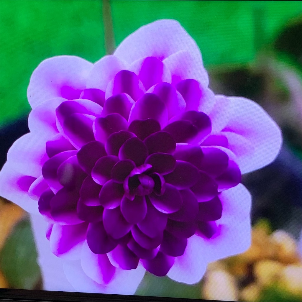 f:id:hepatica_japonica:20230326124624j:image f:id:hepatica_japonica:20230326124624j:image