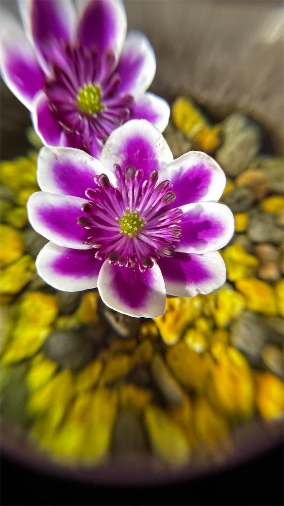 f:id:hepatica_japonica:20250501201643j:image