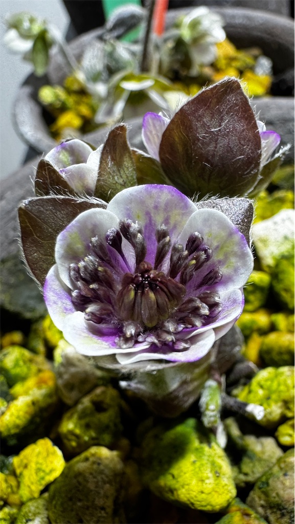 f:id:hepatica_japonica:20250501201732j:image