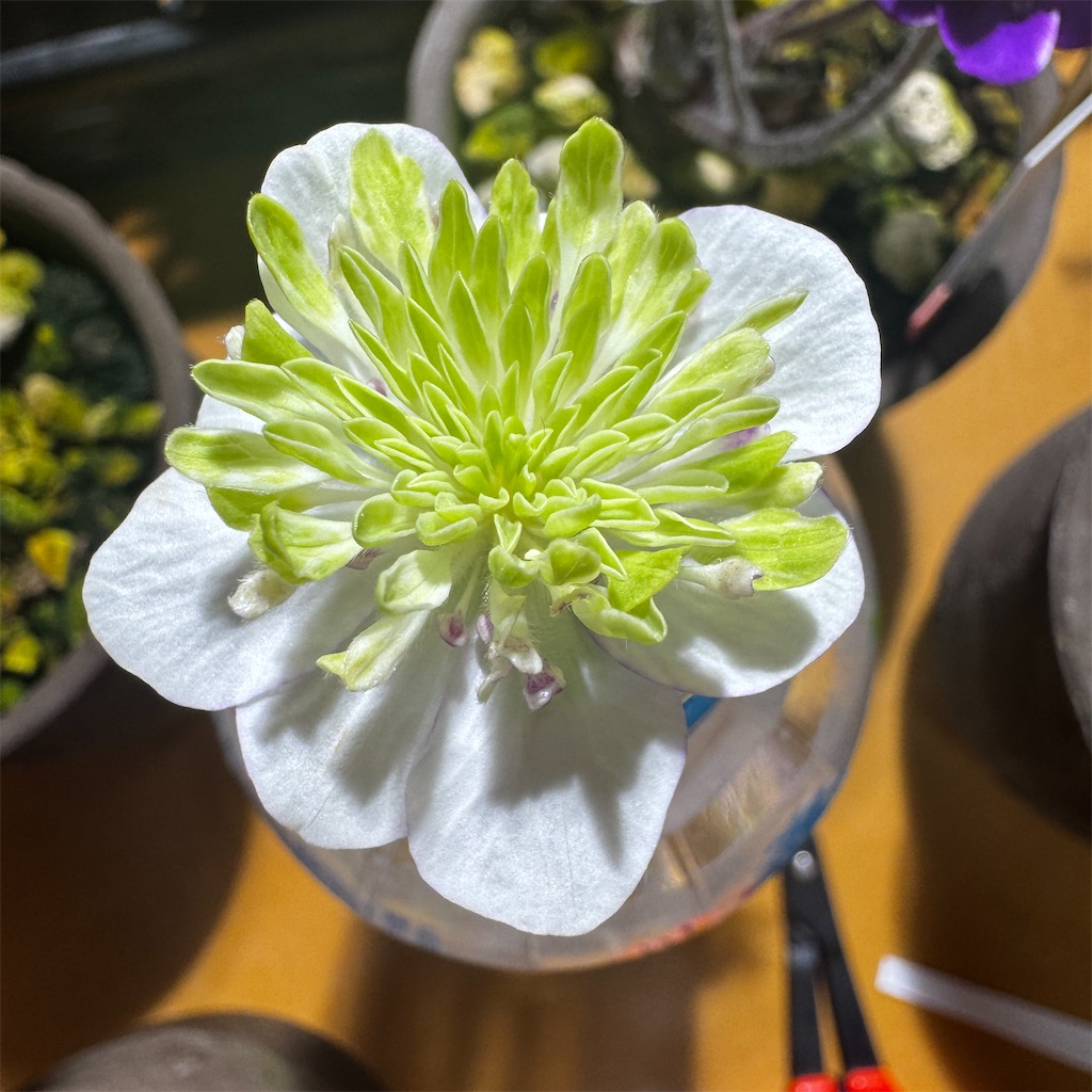 f:id:hepatica_japonica:20250501201736j:image