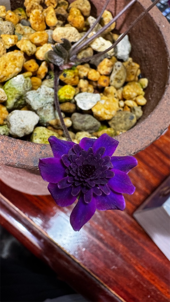 f:id:hepatica_japonica:20250501201744j:image