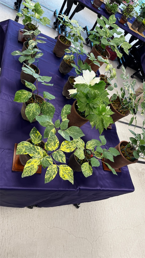 f:id:hepatica_japonica:20250520213106j:image