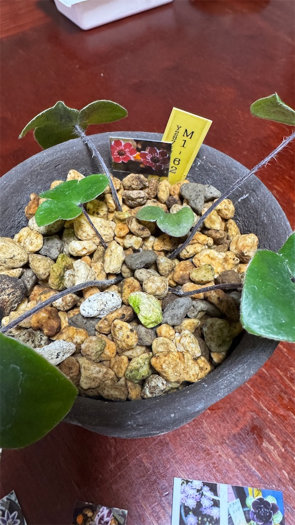 f:id:hepatica_japonica:20251114193026j:image