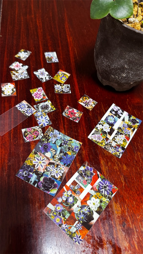 f:id:hepatica_japonica:20251114193032j:image