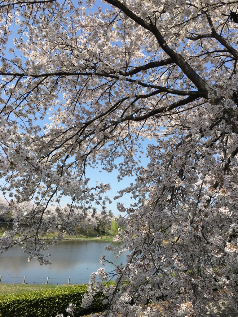 f:id:heppokomdphd:20180401220625j:plain f:id:heppokomdphd:20180401220625j:plain