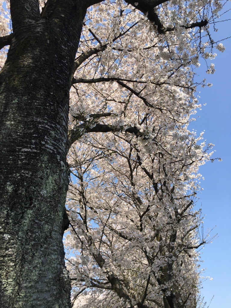 f:id:heppokomdphd:20180401220631j:plain f:id:heppokomdphd:20180401220631j:plain