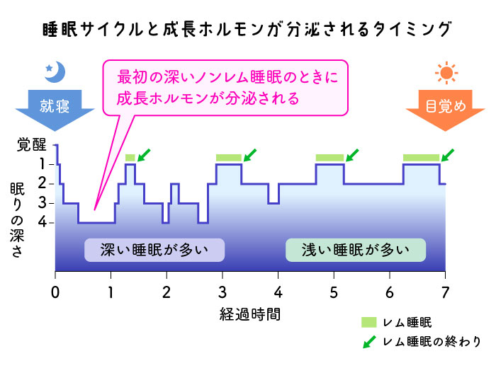 夜10時から深夜2時に寝ると良い 睡眠のゴールデンタイム は大間違いだった 本当の真実とは 男子社会人のひとりよがり