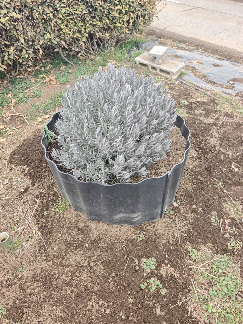 f:id:herb-komorebi:20260508201900j:image