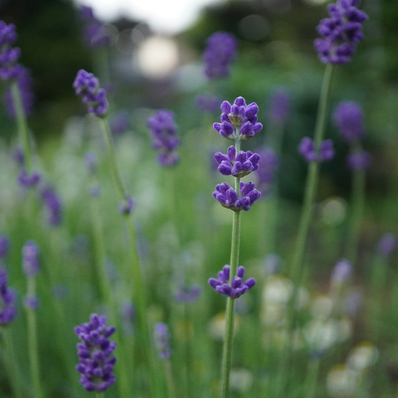 f:id:herb-komorebi:20260525220110j:image f:id:herb-komorebi:20260525220110j:image