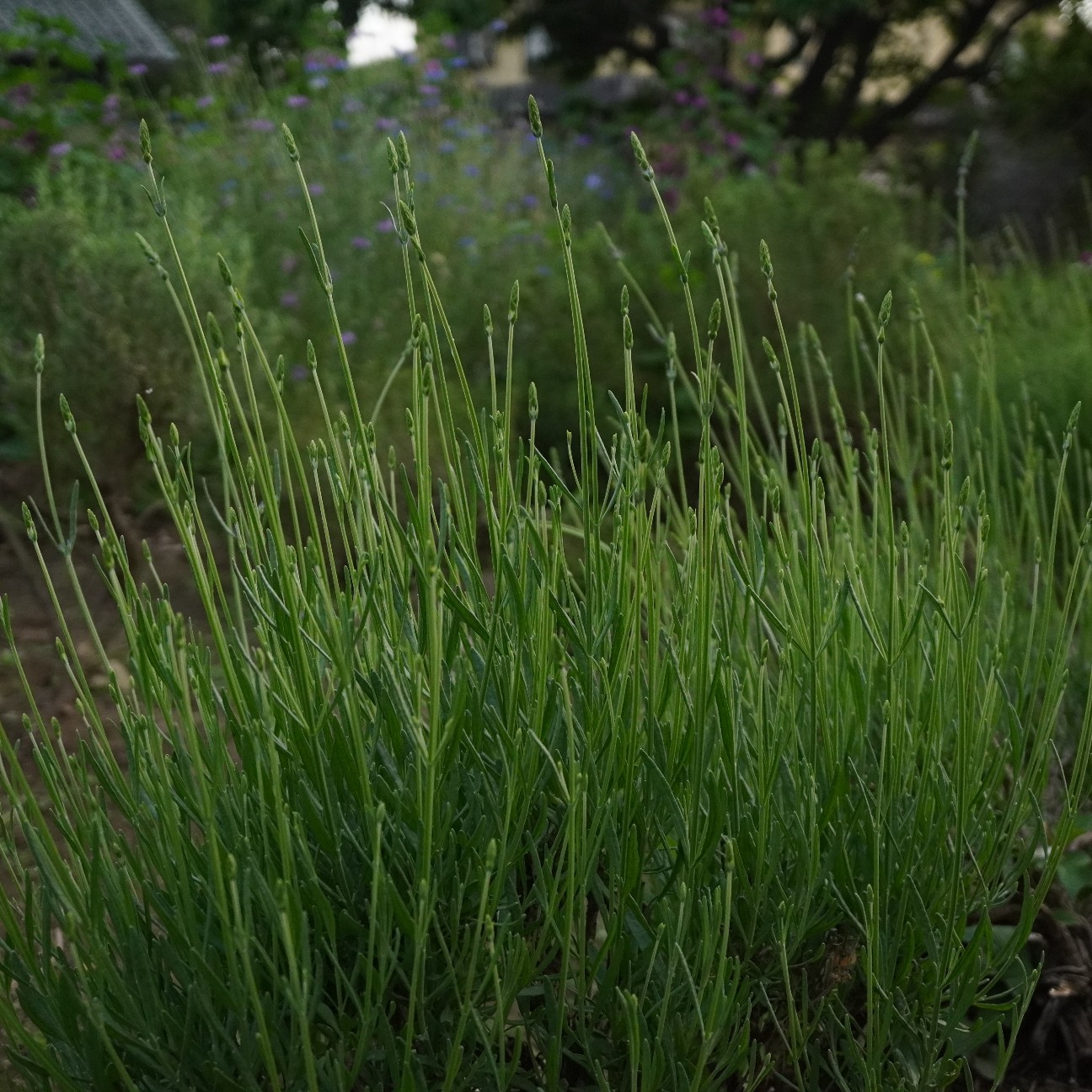 f:id:herb-komorebi:20260525220127j:image f:id:herb-komorebi:20260525220127j:image