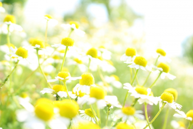 f:id:herb_info:20181029214813j:plain