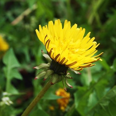 肝臓にやさしい ノンカフェインのヘルシーコーヒー ダンディライオン うさぎ薬草 Another Garden