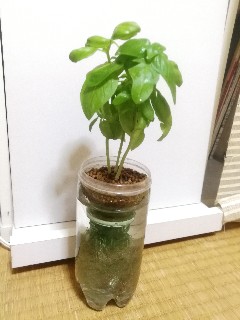 f:id:herbland:20170918194230j:image