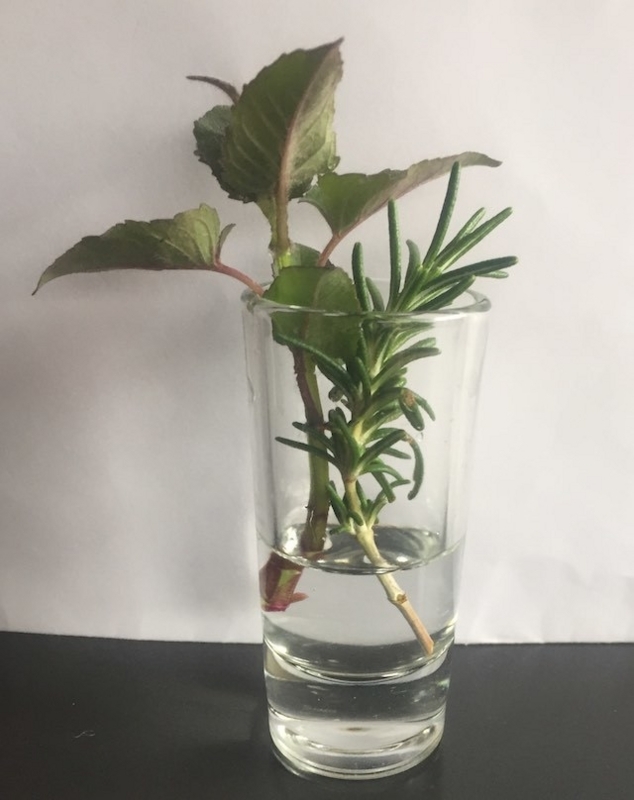 水挿し2種0